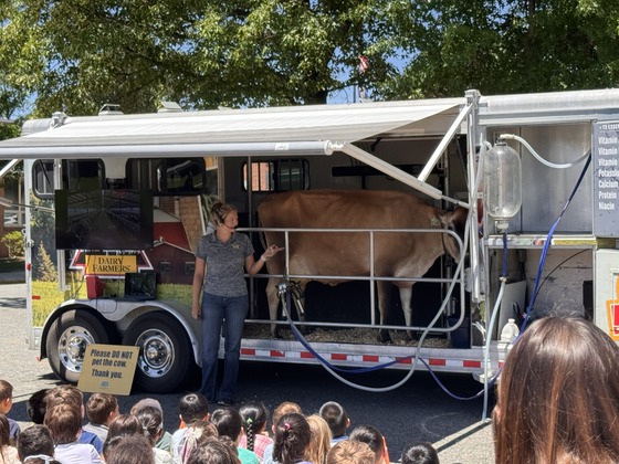 Cow Picture