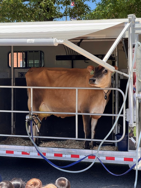 Cow Picture
