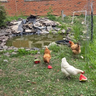 Chickens Eating Watermelon at Irving Middle School's Garden Party