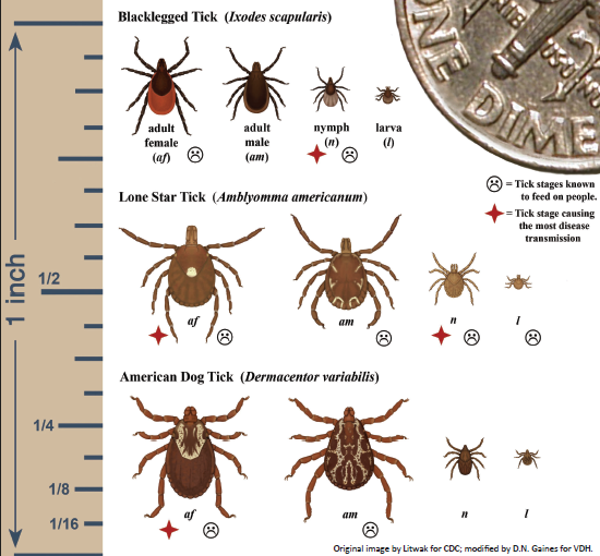 Tick species and sizes