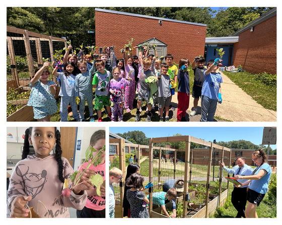 students harvesting vegetables and learning about gardens