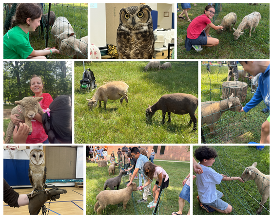 Collage of elementary school students interacting with sheep and observing owls during an educational animal demonstration at school.