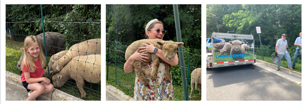 Lamb Mowers