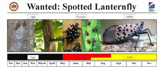 Life cycle of Lantern Fly and calendar timeline