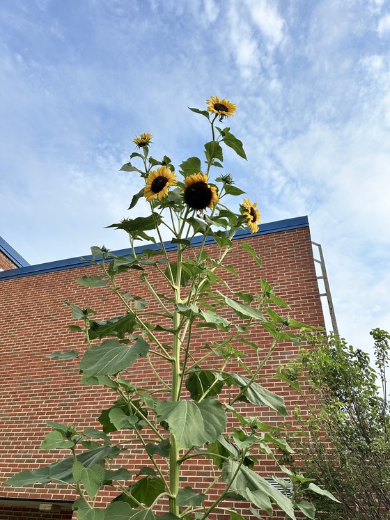 Sunflower
