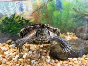 Squirt
