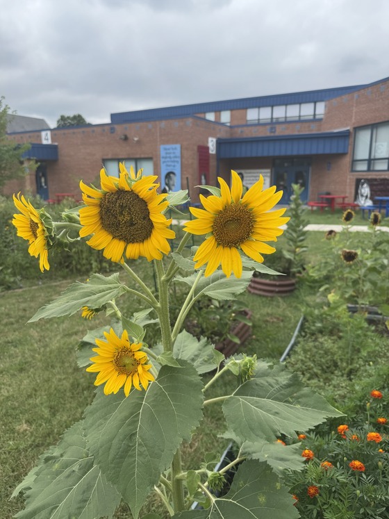 sunflower