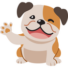 bulldog