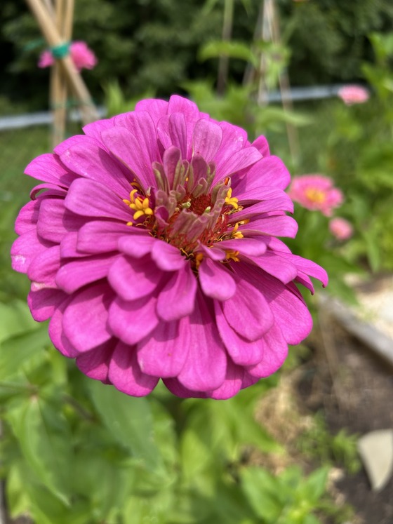 Garden 1