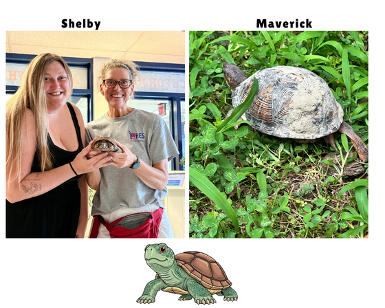 New Turtles