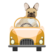 bulldog driving