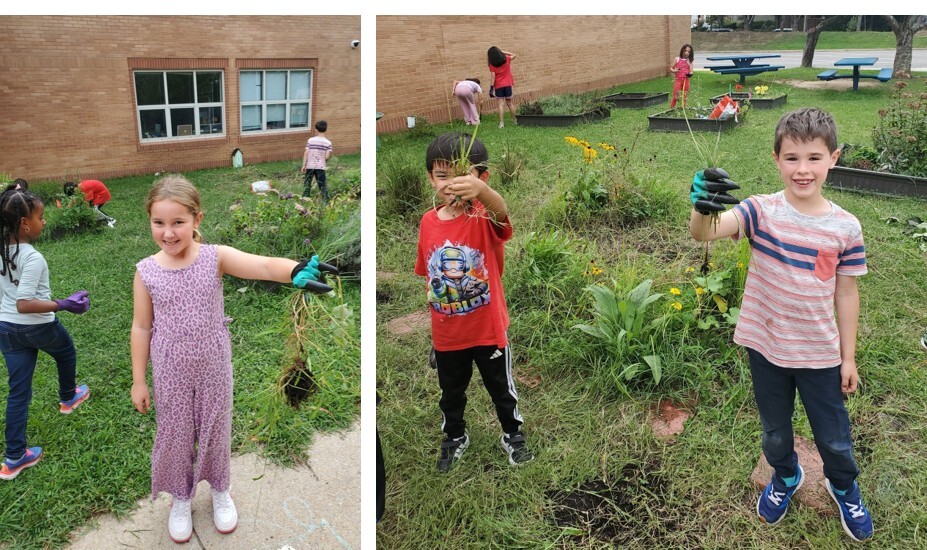 Students weeding the school garden