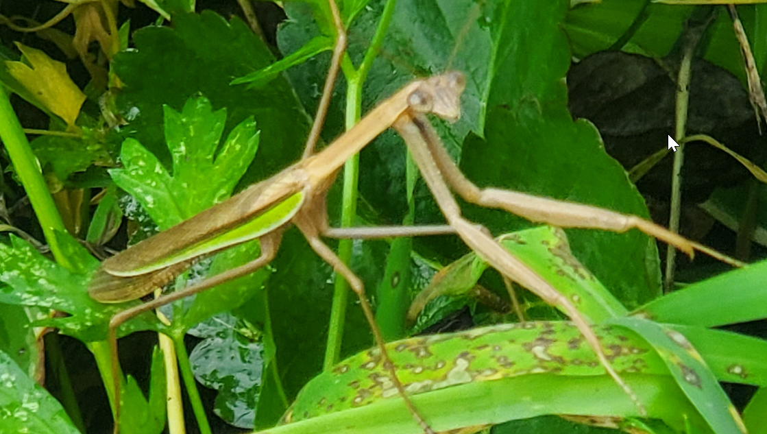 Praying mantis in school garden