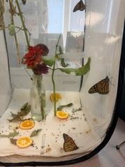 butterflies