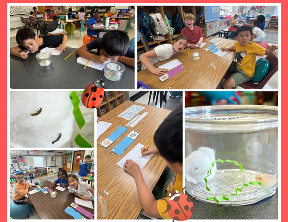 Elementary students using magnifying glasses to examine insects in plastic containers.