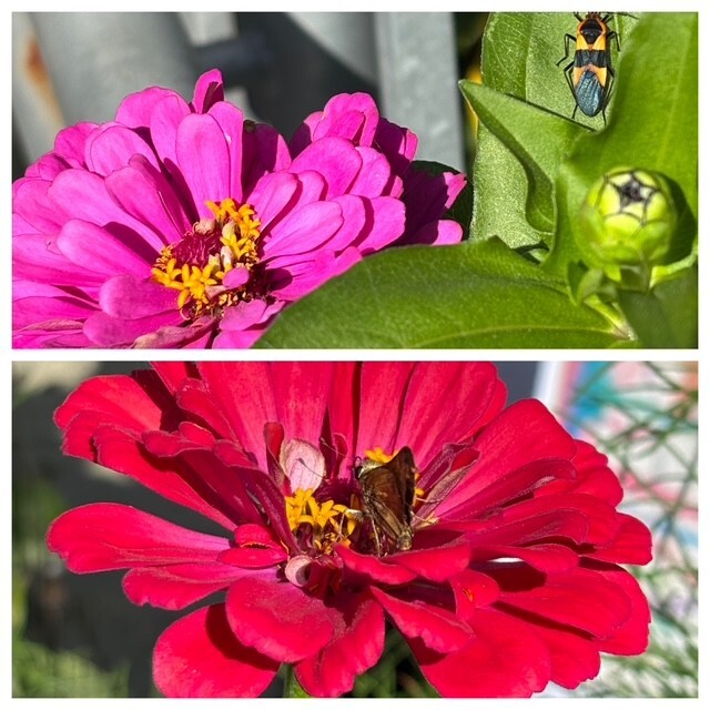flowers