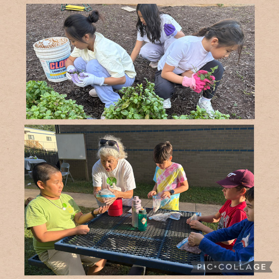 2 picture collage of groups of boys and girls making seed balls and gardening in the school's garden
