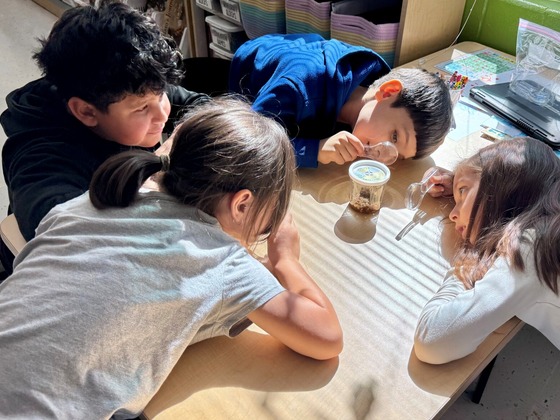 4 students use magnifying glasses to observe caterpillars in a plastic habitat