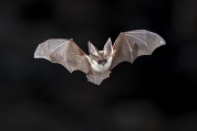 Bat