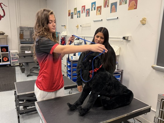 Veterinary science students practicing for real patients