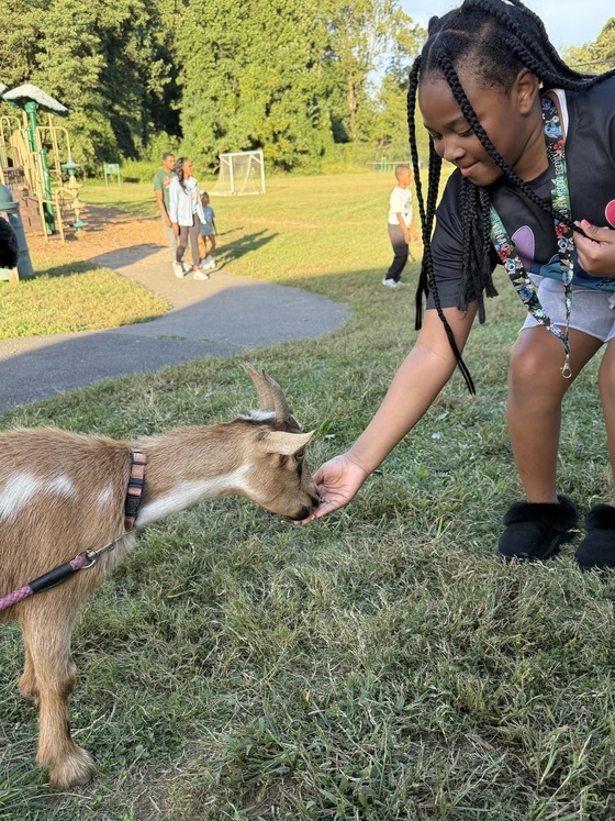 A girl feeds a goat 