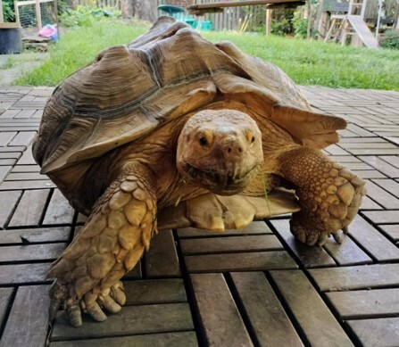 tortoise
