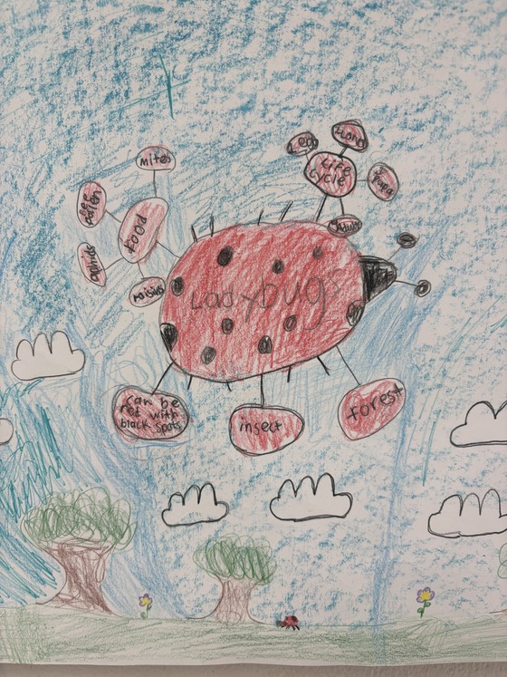 ladybug
