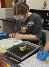 pickle dissection