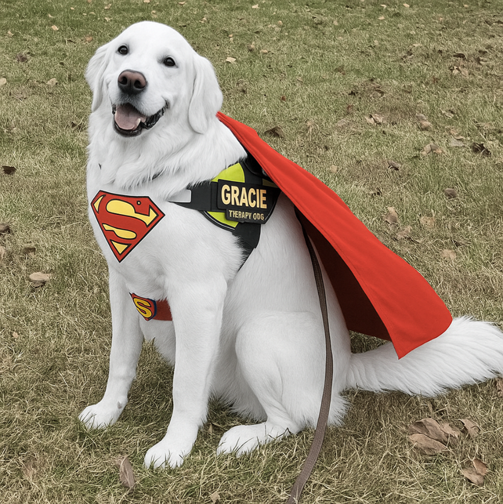  White lab named Gracie in a red superhero cape