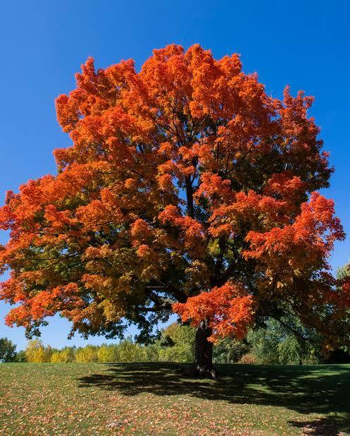 fall tree
