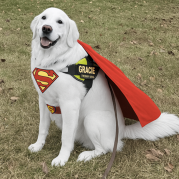 Picture of Gracie, a white lab with a Superman cape