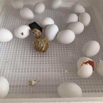 Chicks hatching at Mullen Elementary School