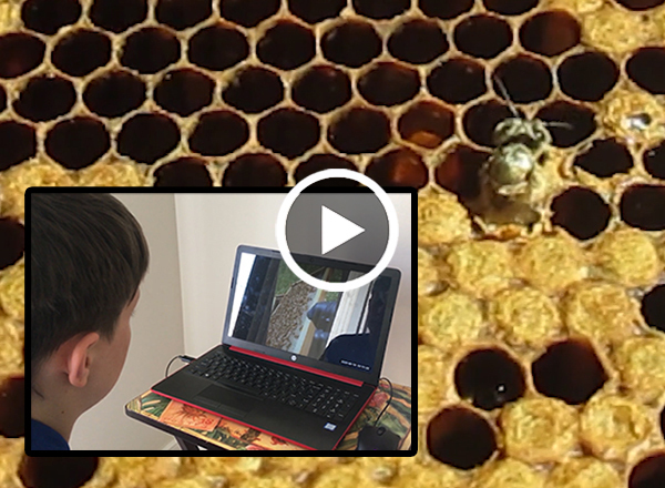Virtual beehive tour buzzes up excitement for Marsteller Middle students