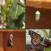 Cedar Point Elementary School class captures caterpillars’ metamorphosis on camera