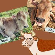 Adopted dairy calves are featured in class lessons at Featherstone, Marshall Elementary Schools