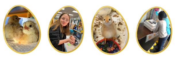 Here a chick, there a chick — See what's hatching in our schools