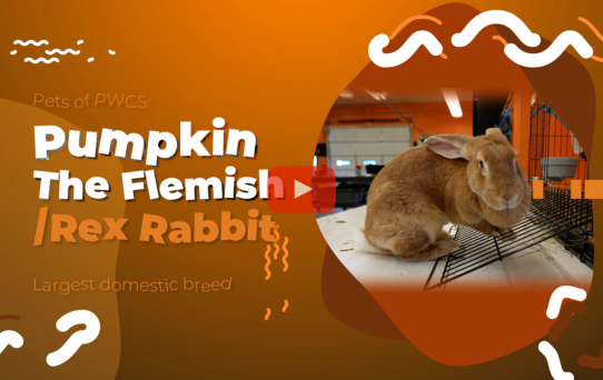 Pets of PWCS: Pumpkin the Rabbit