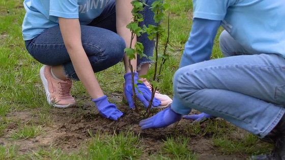 Trees for Love video