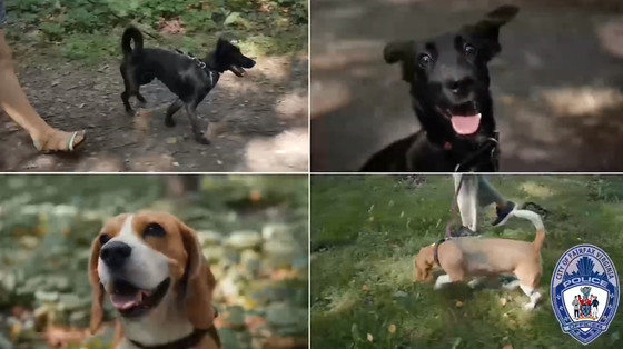 Dog Safety Tips Video