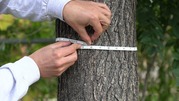 Tree Measurement 