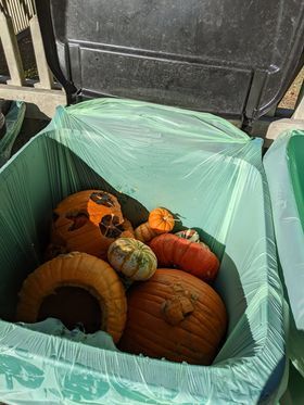 Pumpkins in compost bin