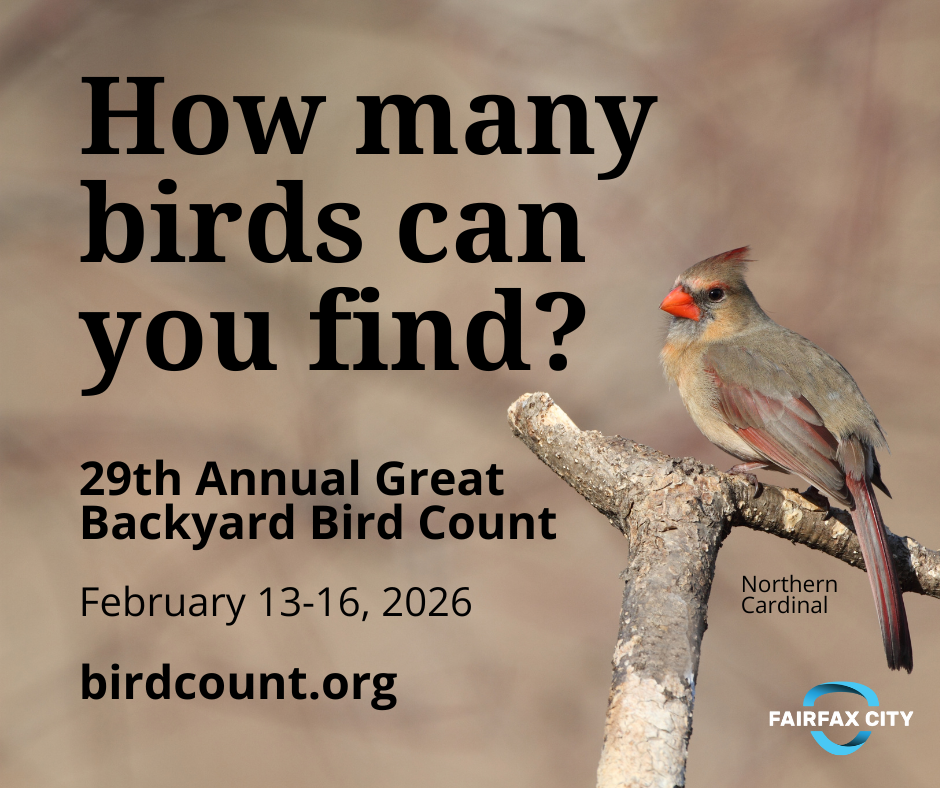 Bird Count