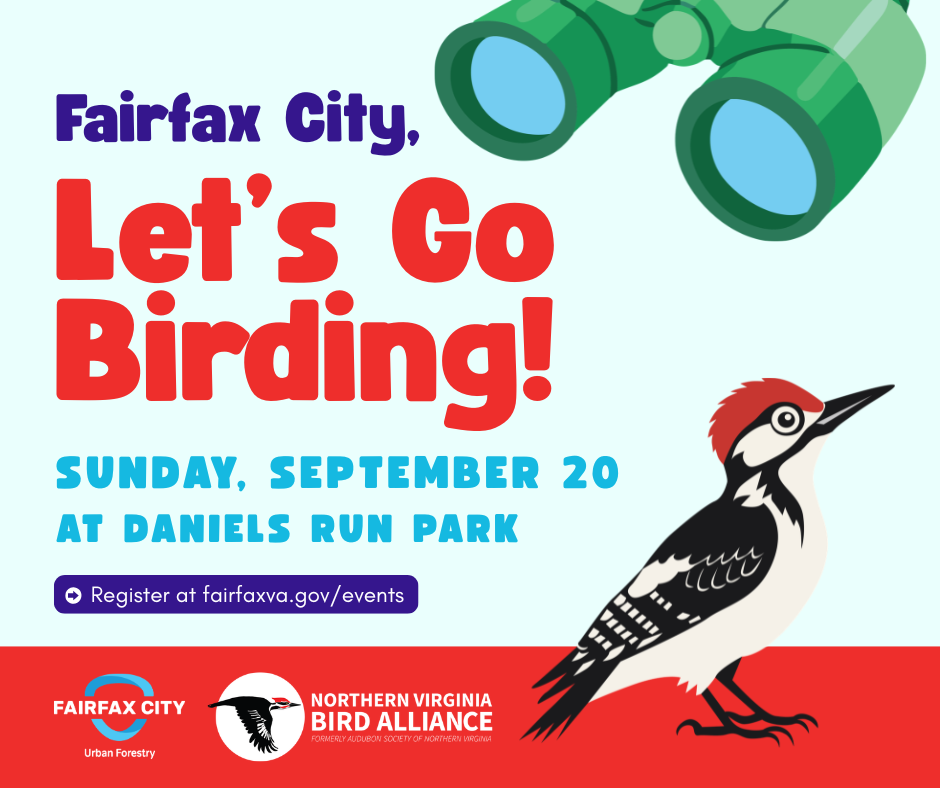 Let's Go Birding