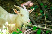 Goat at Historic Blenheim