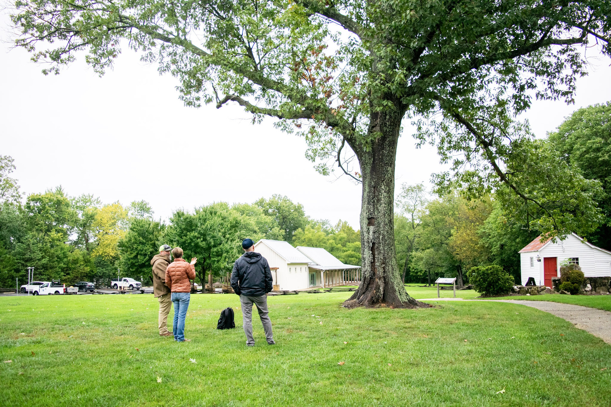 Southern Red Oak