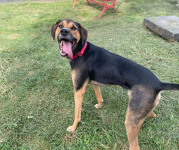 Image of black, tan and white dog Chance with tongue out 