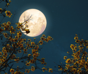 Full moon in twilight sky behind tree branches with yellow buds