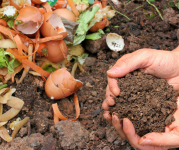 Image of hands scooping soil in compost bin