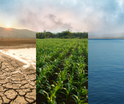 Image of desert, corn field and ocean