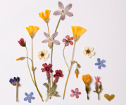 Image of pressed flowers against a piece of paper